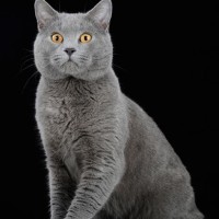 Chartreux Kittens Prijzen