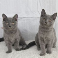 Chartreux Kittens Te Koop Belgie