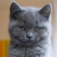 Chartreux Kittens Te Koop Oost Vlaanderen