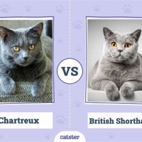 Chartreux Ve British Shorthair