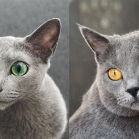 Chartreux Vs British Shorthair Russian Blue