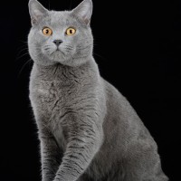 Chartreux