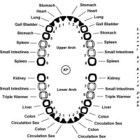 Chinese Medicine Tooth Meridian Chart