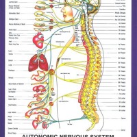 Chiropractic Autonomic Nervous System Chart