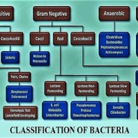 Clification Of Bacteria Chart