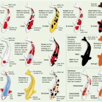 Color Symbolism Koi Fish Meaning Chart