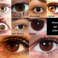 Colour Chart Shades Of Brown Eyes