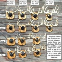 Deer Antler Growth Chart