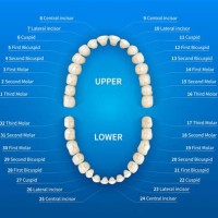 Dental Tooth Location Chart