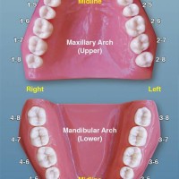 Dental Tooth Position Chart