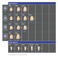 Denture Teeth Size Chart