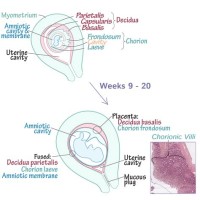 Development Of Placenta Flowchart