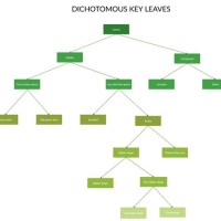 Dichotomous Flow Chart Template