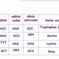 Dna Mrna Trna Amino Acid Chart