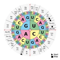 Dna Rna Codon Chart