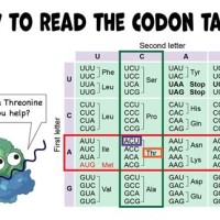 Dna Sequence Mrna Codon Trna Anticodon Amino Acid Chart