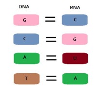 Dna To Mrna Chart