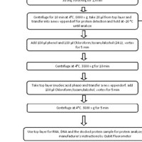 Dna To Rna Protein Flowchart