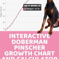 Doberman Pinscher Growth Chart