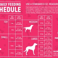 Dog Feeding Schedule Chart