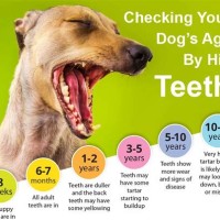 Dog Teeth Chart Age