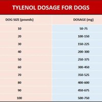 Dog Tylenol Dosage Chart