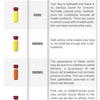 Dog Urine Colour Chart