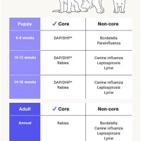 Dog Vaccination Chart Printable