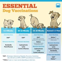 Dog Vaccination Schedule Chart Canada