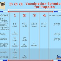 Dog Vaccination Schedule Chart South Africa