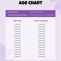 Dog Years Chart Shih Tzu