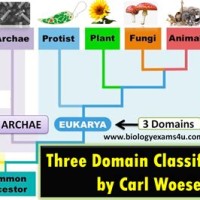 Domain And Kingdom Chart Biology