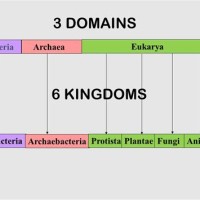 Domain And Kingdom Flow Chart