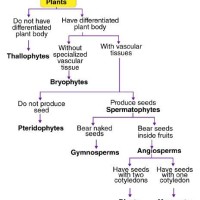 Draw The Flow Chart Of Kingdom Plantae