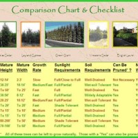 Emerald Green Arborvitae Growth Chart