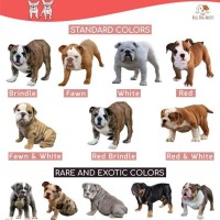 English Bulldog Color Chart