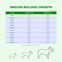 English Bulldog Growth Chart