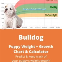 English Bulldog Puppy Growth Chart