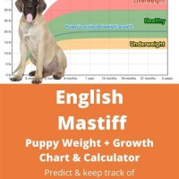 English Mastiff Puppy Size Chart