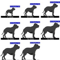 English Staffordshire Bull Terrier Growth Chart