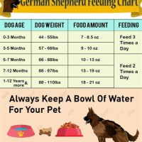 Female German Shepherd Feeding Chart