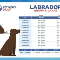 Female Labrador Weight Chart By Age In Kg