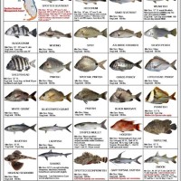 Fish Identification Chart Gulf Of Mexico - Best Picture Of Chart ...