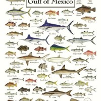 Fishing Charts Gulf Of Mexico