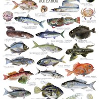 Fishing Charts Nz