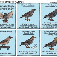 Fledgling Baby Starling Age Chart