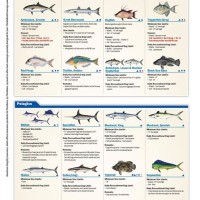 Florida Freshwater Fishing Regulations Chart