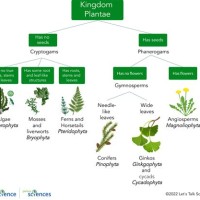 Flow Chart Of Plant And Animal Kingdom