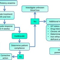 Flow Chart Pathophysiology Of Iron Deficiency Anemia Pptx