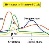 Follicle Stimulating Hormone Levels Chart